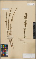 Foto von Salix purpurea L.